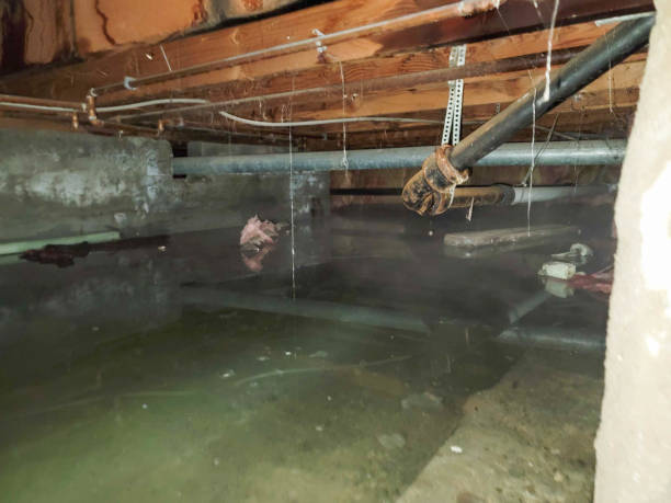 Best Carpet water damage restoration  in Hallstead, PA